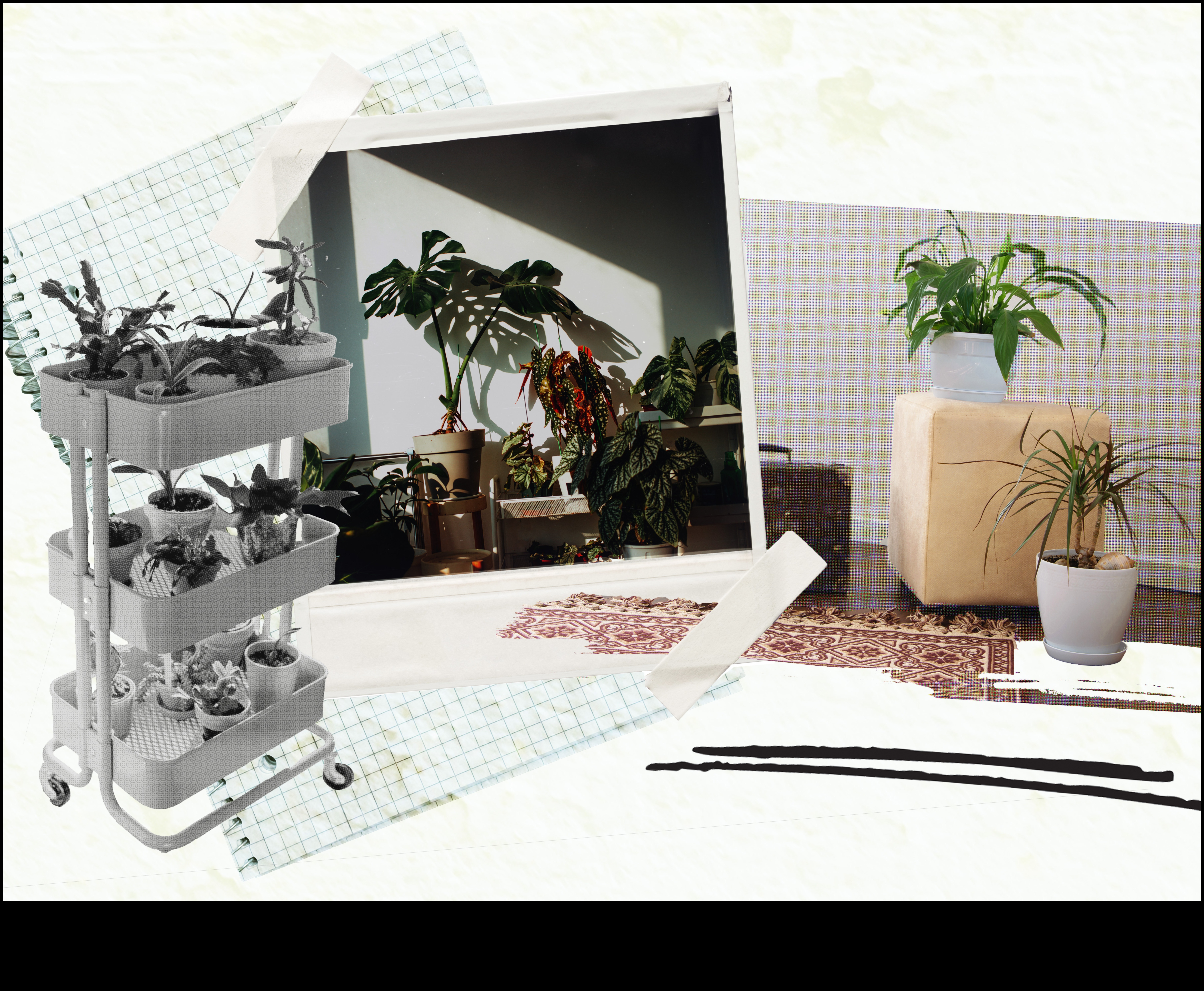 Ευδοκιμώντας σε εσωτερικούς χώρους: Βασικές συμβουλές για εσωτερική κηπουρική