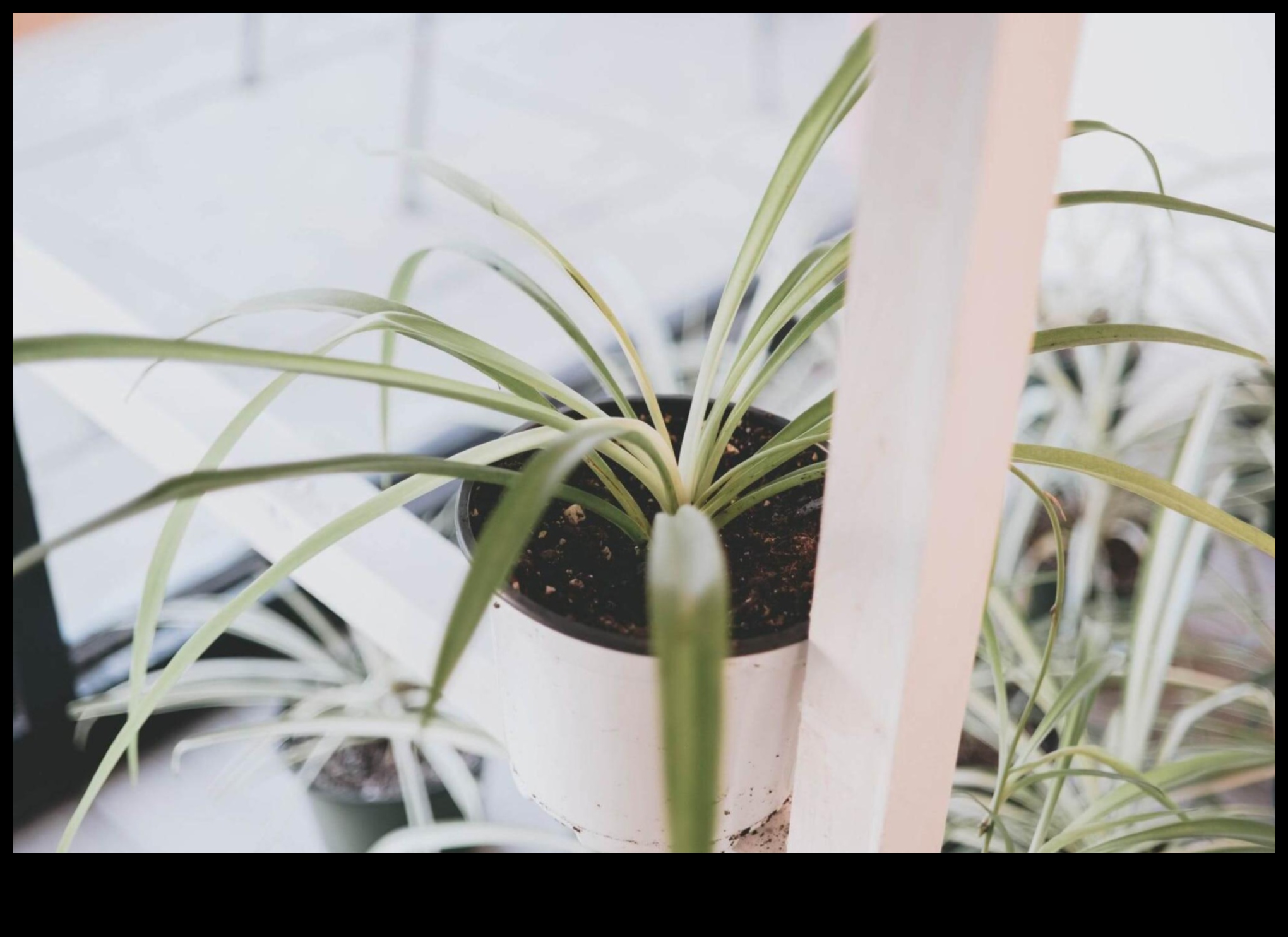 Ευδοκιμώντας σε εσωτερικούς χώρους: Βασικές συμβουλές για εσωτερική κηπουρική