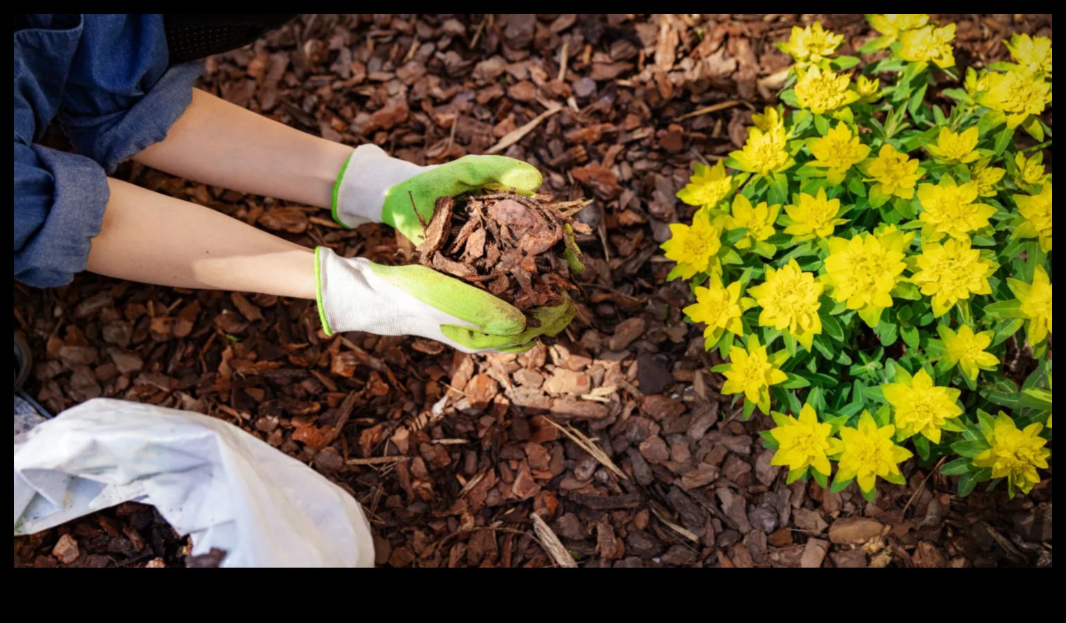 Rooted Radiance: Αποκαλύπτοντας τα μυστικά του Garden Brilliance with Maintenance
