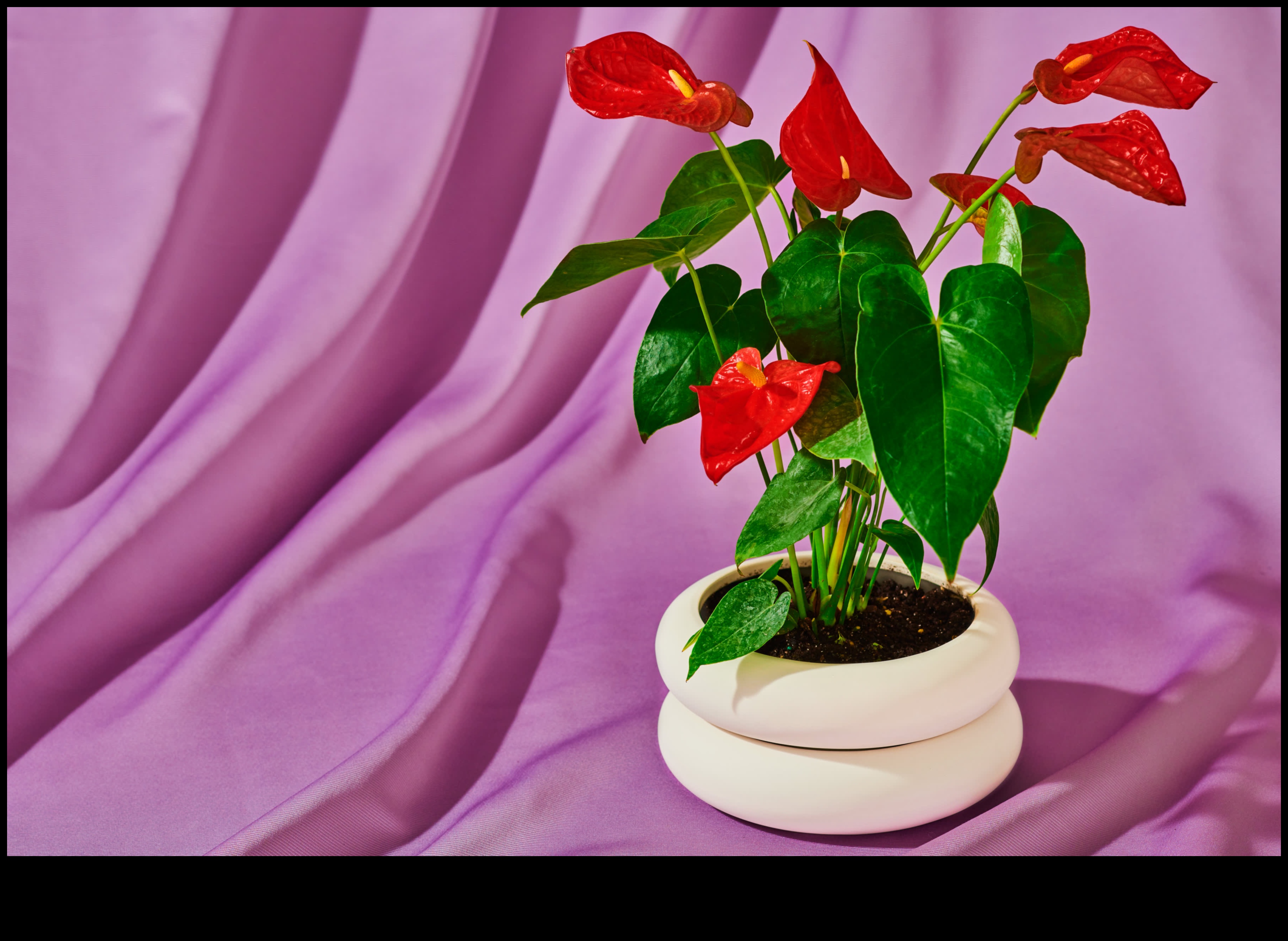 Secret Garden Βοτανικά και φυτικά δώρα 2 Secret Garden: Βοτανικά και φυτικά δώρα