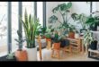 Houseplant Haven: Unlocking the Secrets of Indoor Gardening