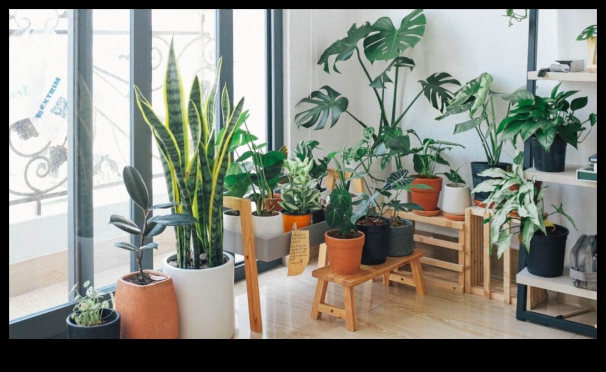 Houseplant Haven: Unlocking the Secrets of Indoor Gardening