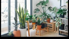 Houseplant Haven: Unlocking the Secrets of Indoor Gardening