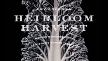 Heirloom Harvests: Organic Gardening's Timeless Charm